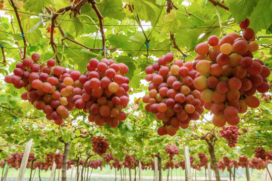 葡萄园里成熟的红葡萄提子