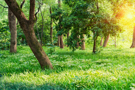 绿草地与阳光树林