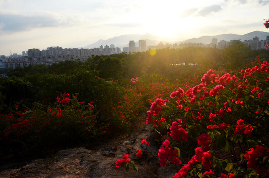 山花烂漫