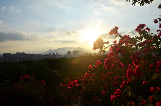 山花烂漫