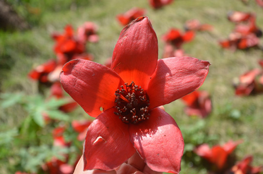 木棉花