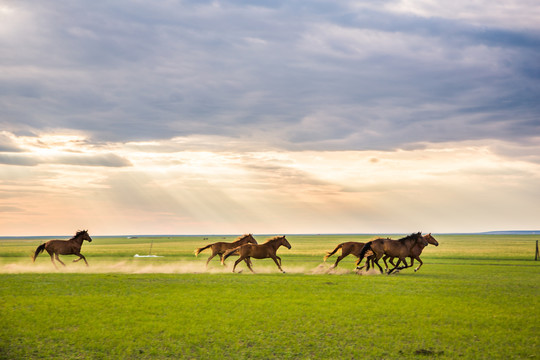 内蒙古草原上的马群