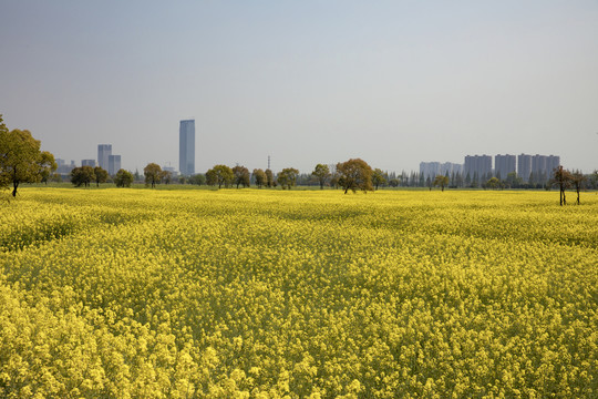 油菜花海