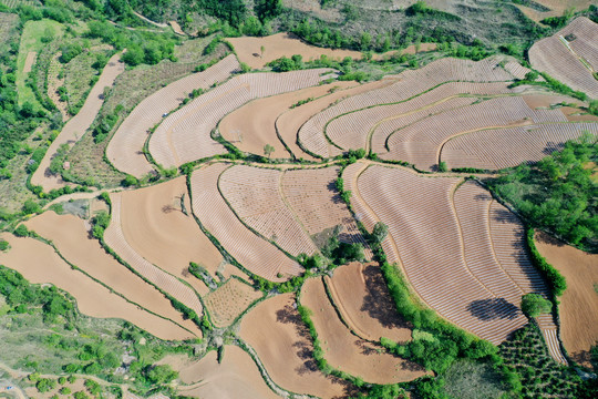 地膜覆盖烟叶种植