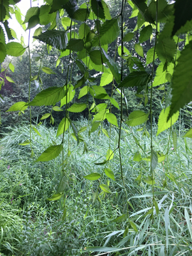 飘飘绿叶 