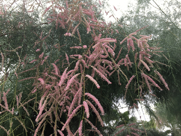 怪柳 雨中 开花