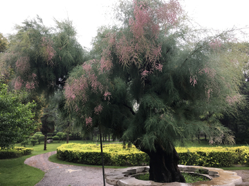 怪柳 雨中 开花