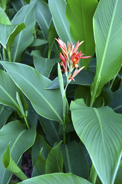 芭蕉叶与芭蕉花