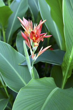 芭蕉叶与芭蕉花