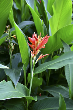 芭蕉叶与芭蕉花