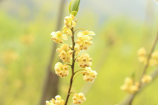 春日里的山鸡椒花