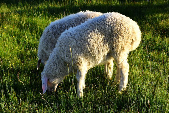 养殖肉羊