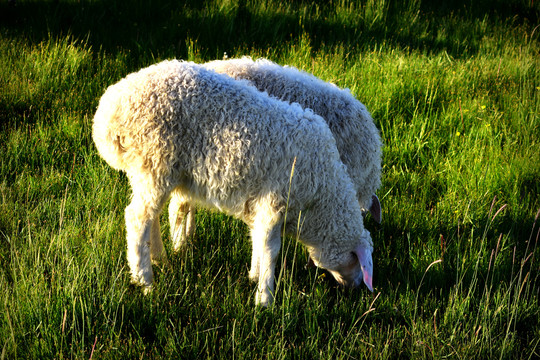 养殖育肥羊