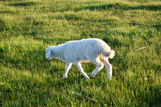 一只羊羔