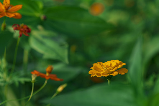 百日菊高清图片