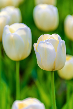 百合科植物白色郁金香