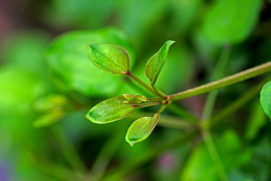 茜草