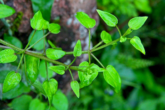 茜草