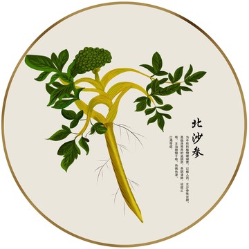 北沙參