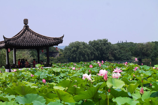 荷花池