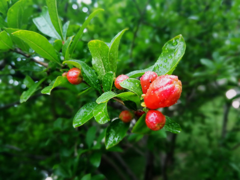 石榴花含苞待放