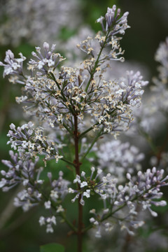 丁香花