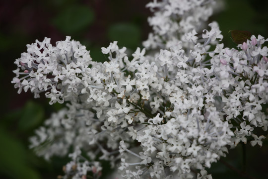 丁香花