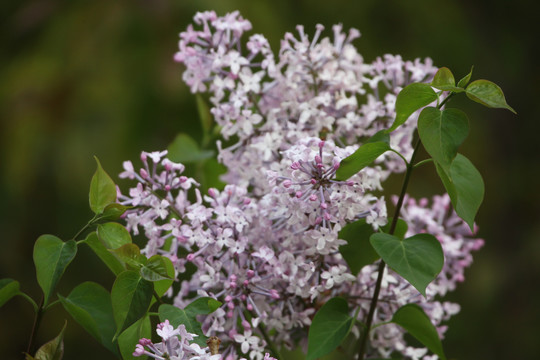 丁香花