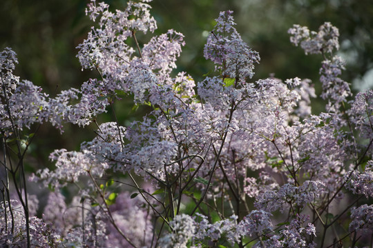 丁香花