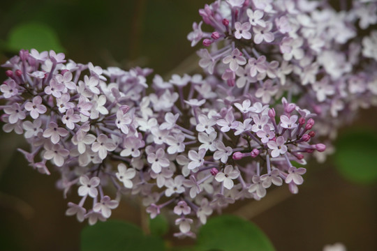 丁香花