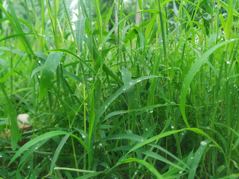 雨后的草丛