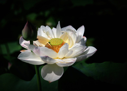 荷花花卉