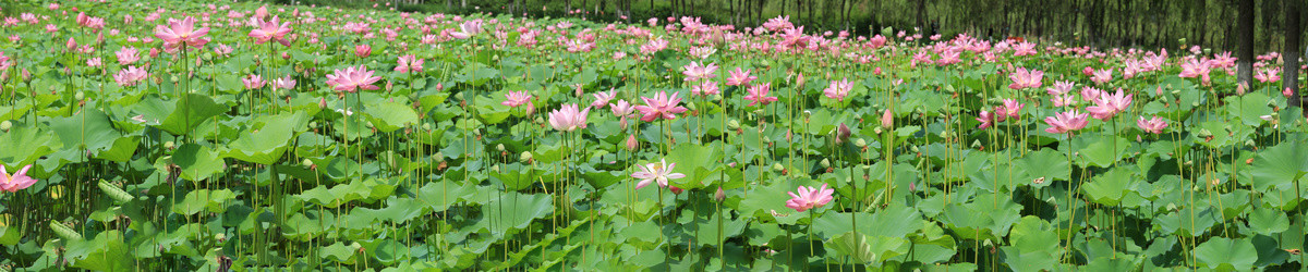 夏天荷花池全景