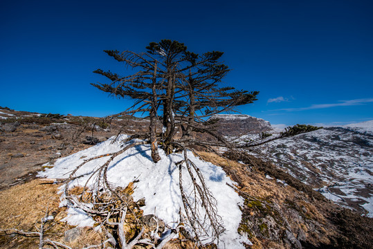 雪