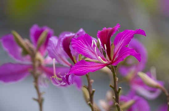 紫荆花