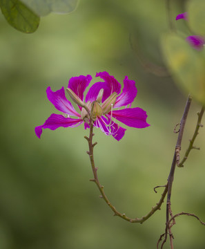 紫荆花