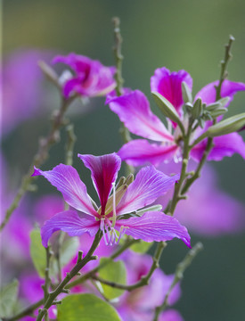 杜鹃花