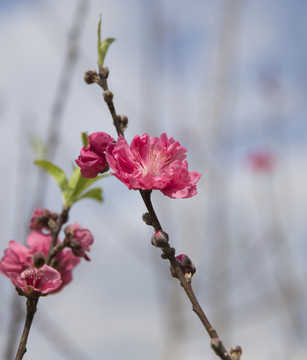 梅花