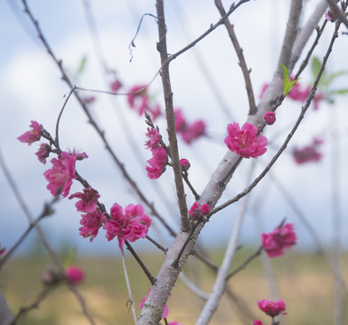 梅花