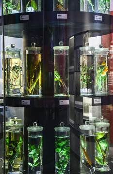 植物标本展厅