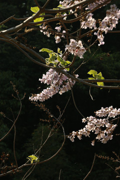 桐花