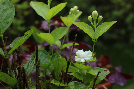 带雨珠的茉莉花