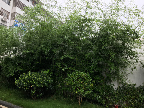 园林绿化竹