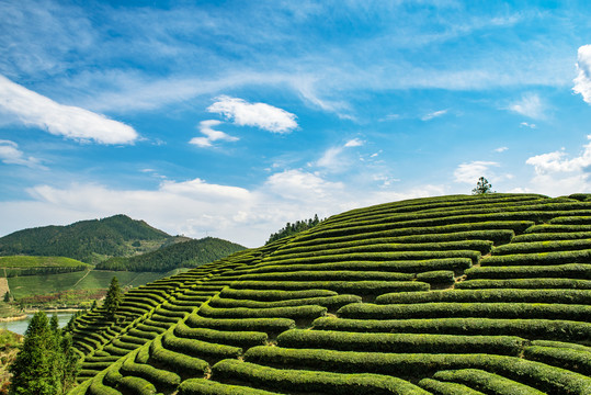 茶园茶山