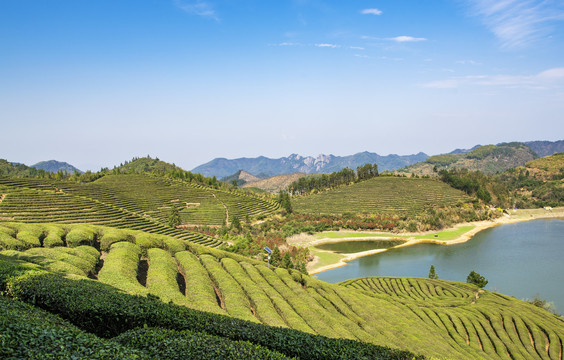 茶园茶山