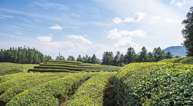 生态茶园