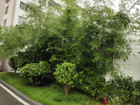 竹子与绿植