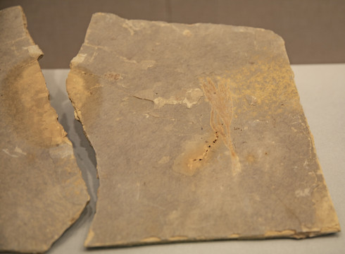 辽宁枝和甲虫化石