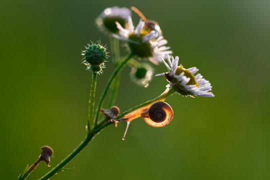 花与小蜗牛