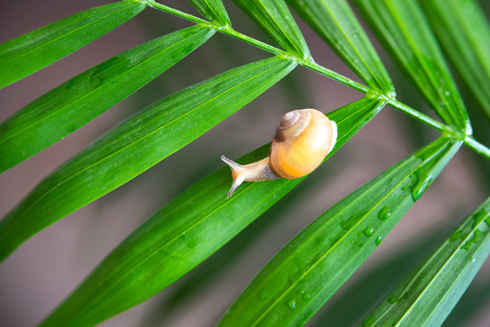 雨后树叶上的蜗牛